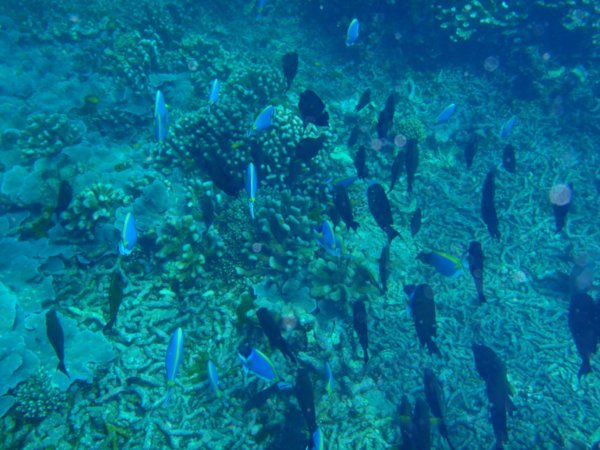 A shoal of fish