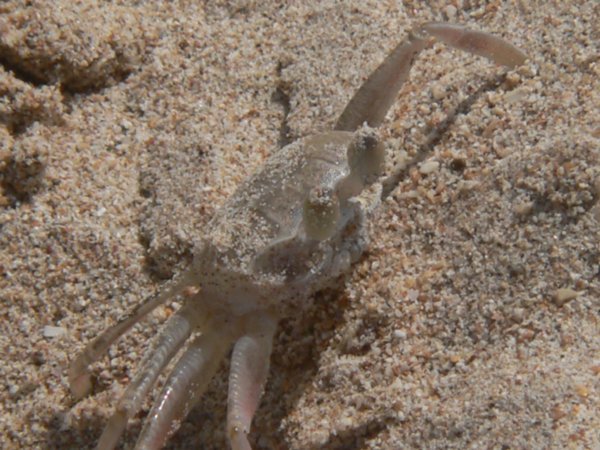 A crab on the beach