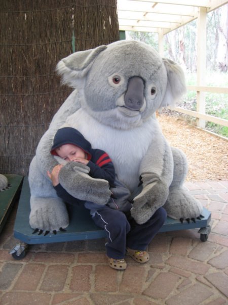 Even More Koalas!