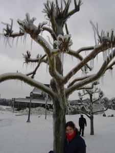 Iced Tree anyone?