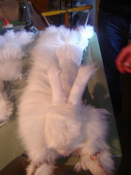Rabbit Shearing