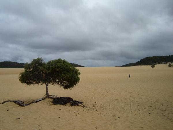 Fraser Island.,