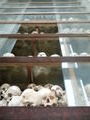 The stupa filled with the victims skulls