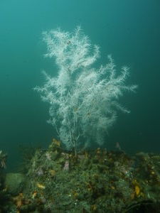 Rare Black Coral