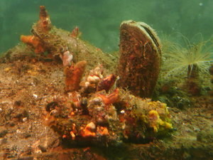 Horse Mussel and other underwater creatures