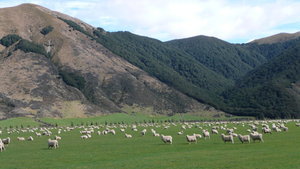 This really doesnt convey just how many sheep there actually are...