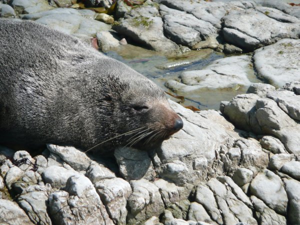 Wee NZ fur seal