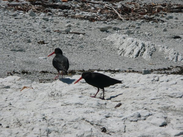Oyster Catchers 