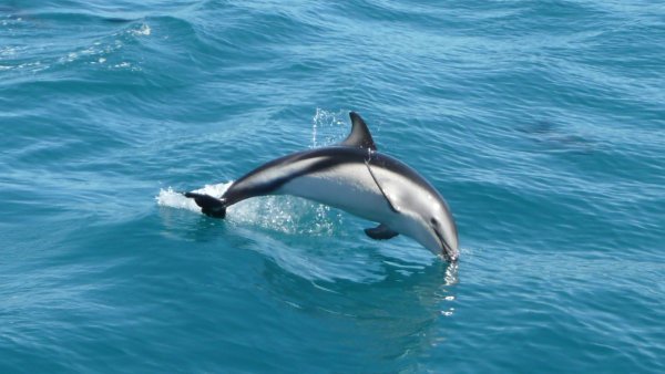 Dusky Dolphin leaping