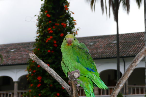 Quito chick