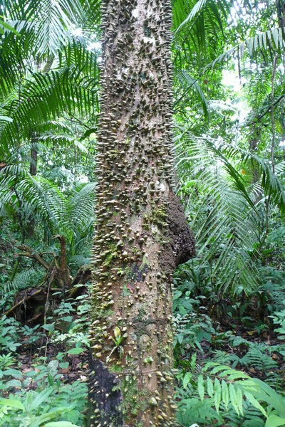 Thorny Palm Tree Trunk