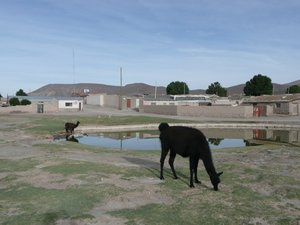 The two-llama town of San Juan!