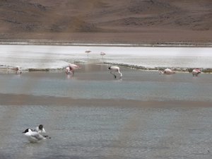 Flamingos & Andean Gulls
