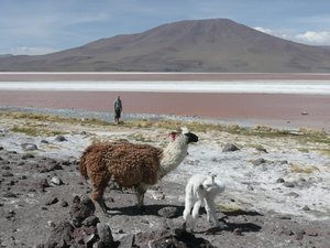 Si and some llamas at the Laguna Colorada
