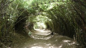 Bamboo Tunnel 