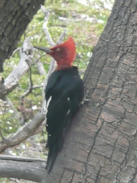 Woodpecker! 