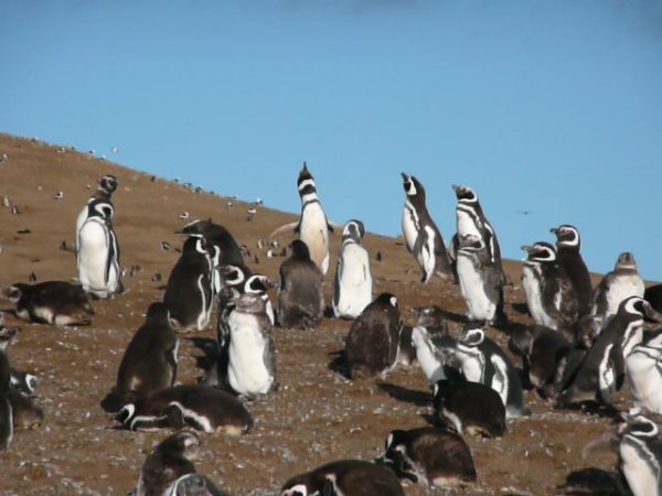 Penguin Colony on Isla Magdalena