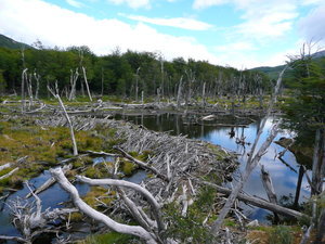 Beaver Lodge in the park 