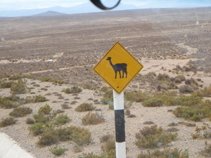 Llamas cross here