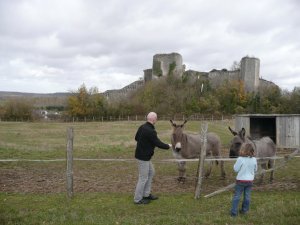 Guard donkeys