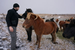 Iceland ponies!