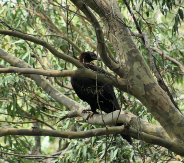 Wedge Tail Eagle 