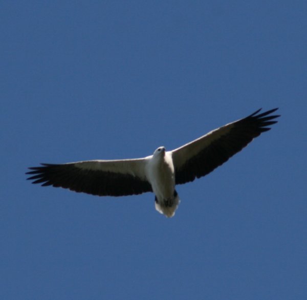 White breasted sea eagle 