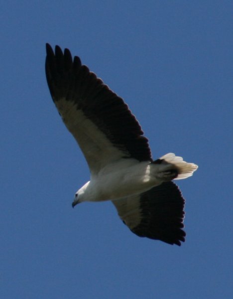 White breasted sea eagle in flight