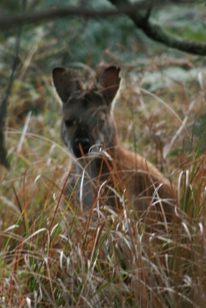 Red Knecked Wallaby