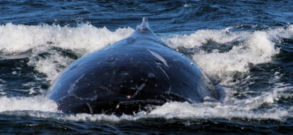 Whale Shallow Dive Sequence Early On