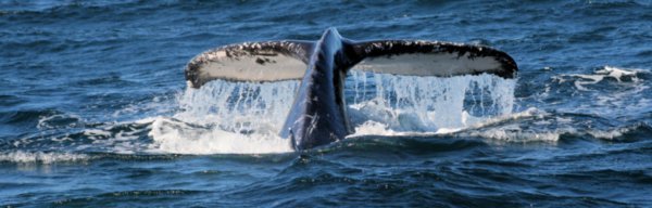 Whale Shallow Dive Sequence