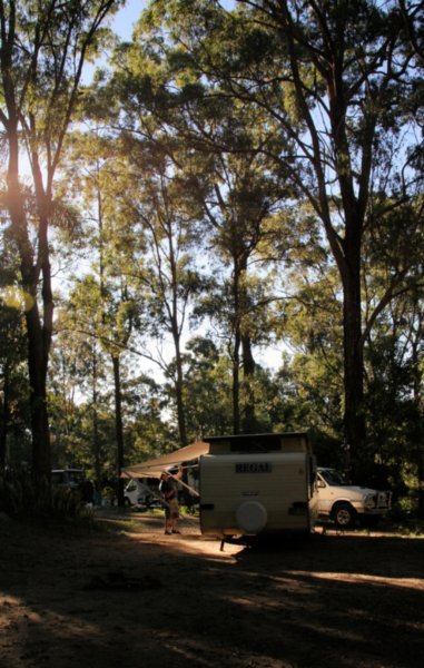 Camping under the tall trees on Tamborine Mountain