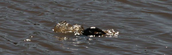 Duck Billed Platypus dive