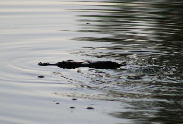 The timid platypus