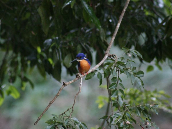 The Azure Kingfisher during the Platypus Watch