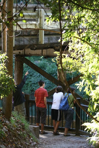 One of the Platypus viewing platforms is under the wooden road bridge