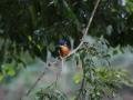The Azure Kingfisher during the Platypus Watch