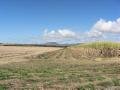 Where sugar cane was, where it's growing and where it's going to be cut from very soon