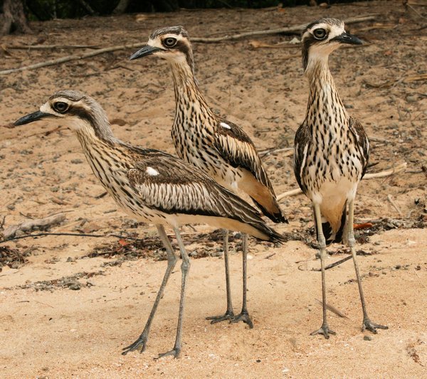 Three little Stone Curlews are we