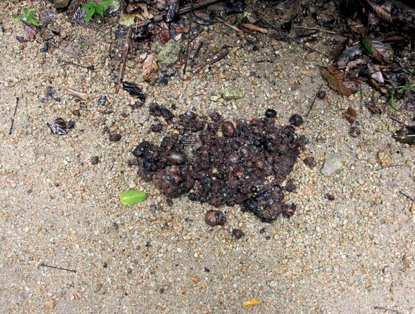 Helping the rainforest stay alive, Cassowary Poo | Photo