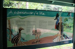 Information points give us an insight to the fascinating Cassowaries