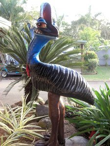 The only Cassowary we got close to at Mission Beach