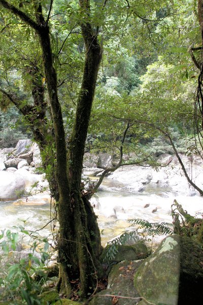 Moss on the trees at Mossman Gorge