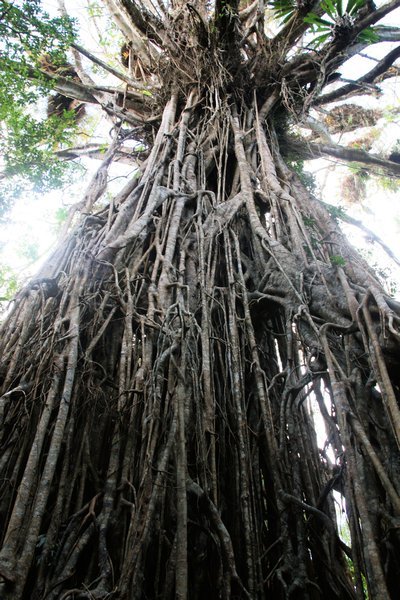 The Cathedral Fig Tree
