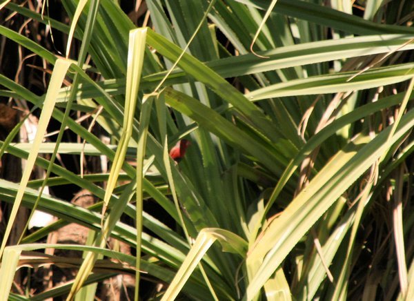 They sit still for a split second and we were in a floating canoe so please excuse the blur but this is a Scarlet Finch