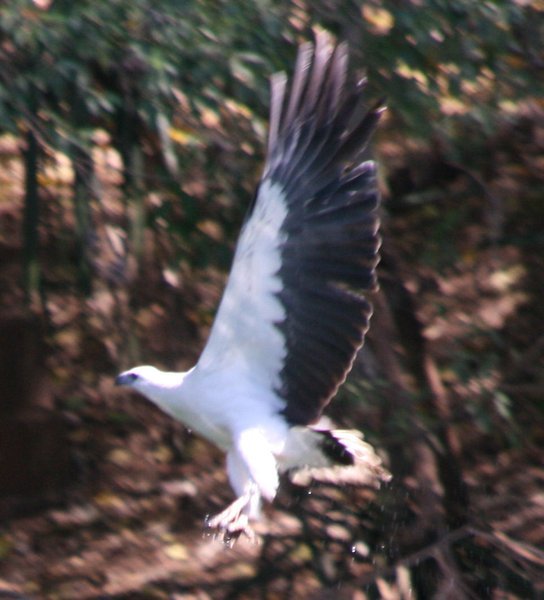 A white breasted sea eagle
