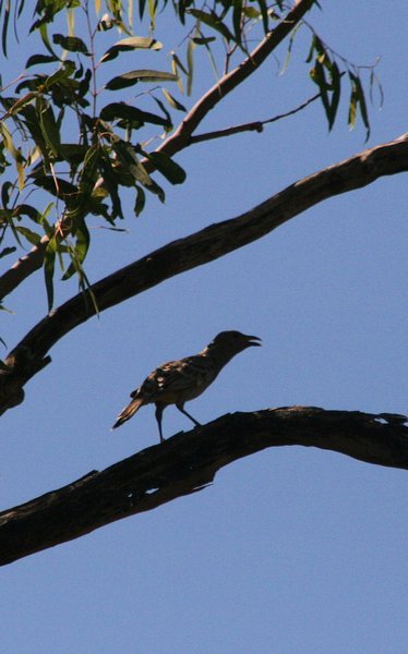 Bowerbird high in the tree