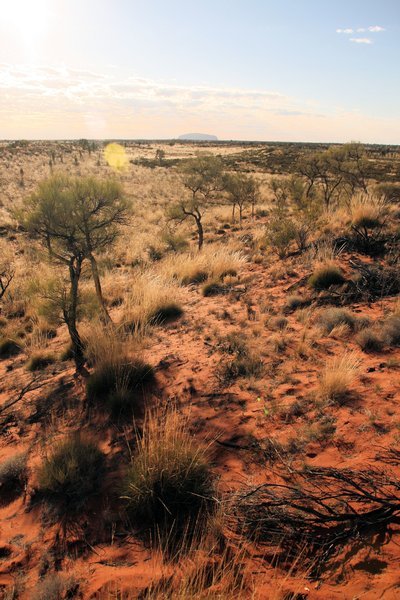 Looking back to Uluru