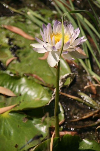 Beautiful Lillies at Bitter Springs