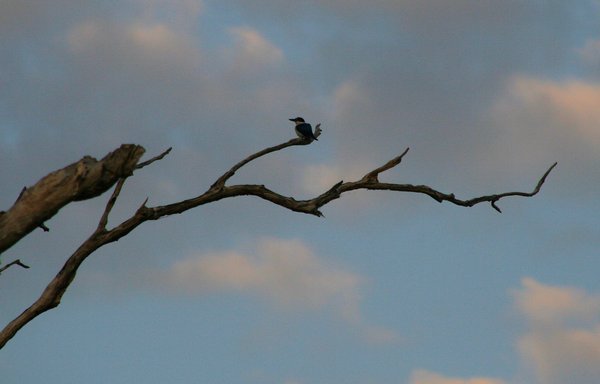 A far away Little Kingfisher